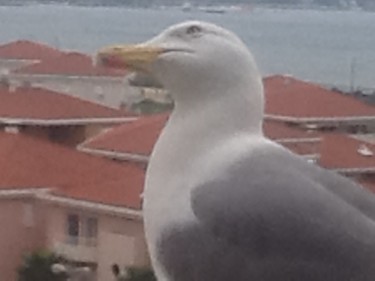 Photographie intitulée "Tchekov ma mouette…" par Fanny Touchet, Œuvre d'art originale