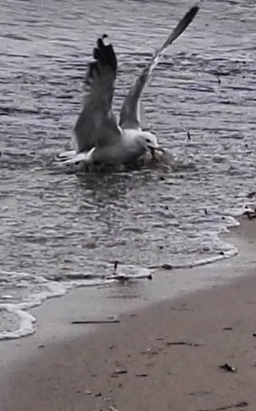 Photographie intitulée "Mouette pêcheuse" par Fanny Touchet, Œuvre d'art originale