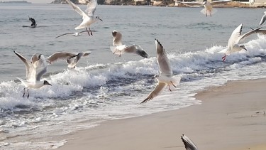 Photographie intitulée "Mouettes en sport d…" par Fanny Touchet, Œuvre d'art originale