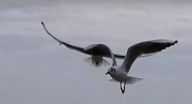 Photographie intitulée "Mouettes emmêlées" par Fanny Touchet, Œuvre d'art originale