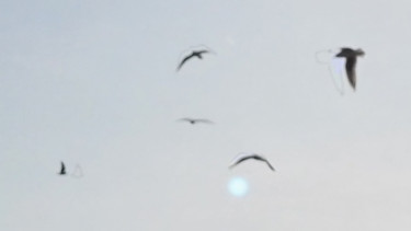 Photographie intitulée "Mouette et ombre" par Fanny Touchet, Œuvre d'art originale