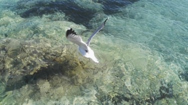 Photographie intitulée "Plongeon de Mouette" par Fanny Touchet, Œuvre d'art originale