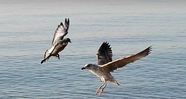 Photographie intitulée "Duel Mouette pigeon" par Fanny Touchet, Œuvre d'art originale