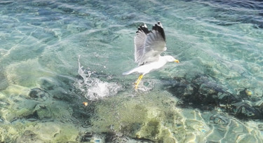 Photographie intitulée "Bella Mouette" par Fanny Touchet, Œuvre d'art originale