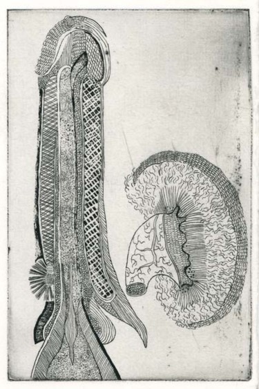 Gravures & estampes intitulée "Anatomie VI" par Bueb Fanny, Œuvre d'art originale, Eau-forte
