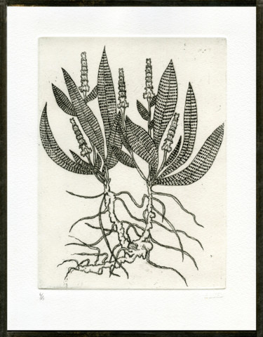 Gravures & estampes intitulée "Betonica sternum" par Bueb Fanny, Œuvre d'art originale, Eau-forte
