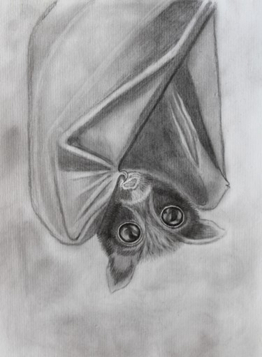 Drawing titled "Flying fox art pain…" by Nadiia Morokhovets, Original Artwork, Pencil