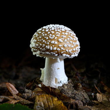 Photography titled "Last Fungus 03" by Fatih Eseler, Original Artwork, Digital Photography