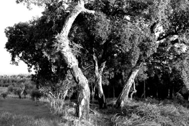 Fotografia zatytułowany „Sobreiros” autorstwa Fatima Fernandes, Oryginalna praca, Fotografia cyfrowa