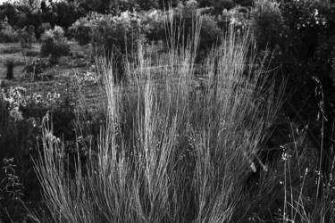 Photographie intitulée "Wild tall grasses i…" par Fatima Fernandes, Œuvre d'art originale, Photographie numérique