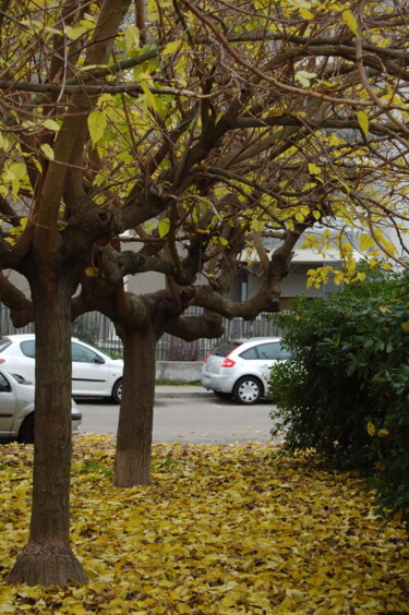 Photographie intitulée "Yellow tree leaves…" par Fatima Fernandes, Œuvre d'art originale, Photographie numérique