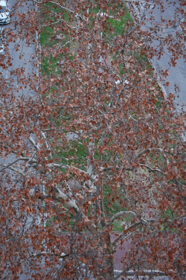 Fotografía titulada "Winter tree in Avig…" por Fatima Fernandes, Obra de arte original, Fotografía digital