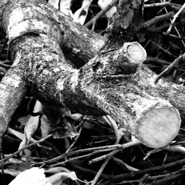 Photographie intitulée "Dead peach tree" par Fatima Fernandes, Œuvre d'art originale, Photographie numérique