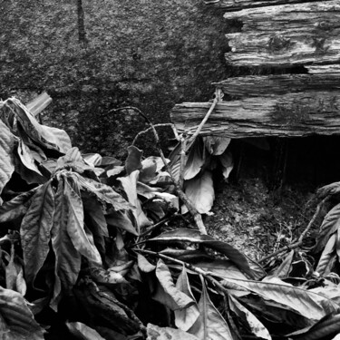 Photographie intitulée "Dried leaves" par Fatima Fernandes, Œuvre d'art originale, Photographie numérique