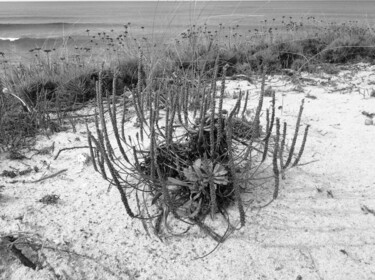 Photographie intitulée "Seaside plant iv" par Fatima Fernandes, Œuvre d'art originale, Photographie numérique