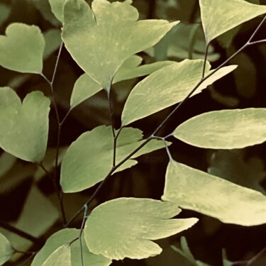 Photography titled "Maidenhair" by Fatima Fernandes, Original Artwork, Manipulated Photography