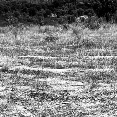 Fotografia zatytułowany „Dried grass” autorstwa Fatima Fernandes, Oryginalna praca, Fotografia cyfrowa