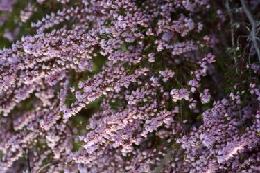 Fotografia zatytułowany „wild flowers” autorstwa Fatima Fernandes, Oryginalna praca, Fotografia cyfrowa