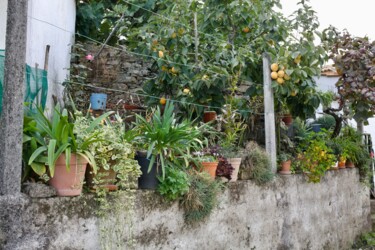 Fotografie mit dem Titel "Plants" von Fatima Fernandes, Original-Kunstwerk, Digitale Fotografie