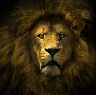 Photography titled "King" by Feedeluz, Original Artwork, Digital Photography