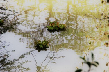 Photographie intitulée "D'or'é d'or" par Féemerode, Œuvre d'art originale