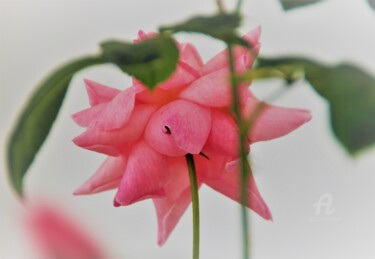 Photographie intitulée "R'ose Rose" par Féemerode, Œuvre d'art originale
