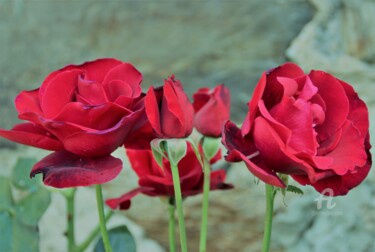 Photographie intitulée "Rose,Rouge&Velours" par Féemerode, Œuvre d'art originale