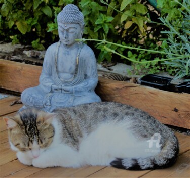 Fotografie getiteld "Chat'Bouddha" door Féemerode, Origineel Kunstwerk