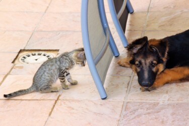 "Confesse Animal" başlıklı Fotoğraf Féemerode tarafından, Orijinal sanat