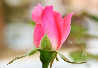 Photography titled "Rose&Pink Colour" by Féemerode, Original Artwork