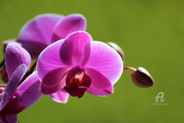 Fotografia intitolato "Orchidée" da Féemerode, Opera d'arte originale