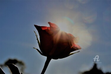 Фотография под названием "Rose&Rayon de soleil" - Féemerode, Подлинное произведение искусства
