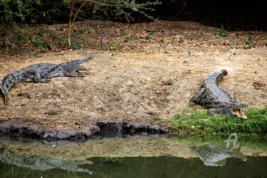 Photographie intitulée "Croc'qui Croc'ho" par Féemerode, Œuvre d'art originale