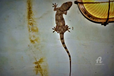 Fotografia intitolato "Gecko'me une emprei…" da Féemerode, Opera d'arte originale