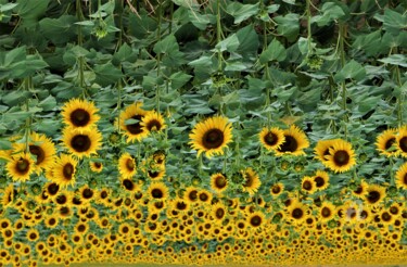 Photographie intitulée "Boussole&Tourne Sol…" par Féemerode, Œuvre d'art originale