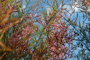 Photographie intitulée "Esprit&Couleurs" par Féemerode, Œuvre d'art originale, Photographie non manipulée