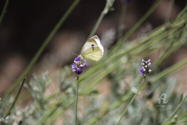 Фотография под названием "Papillon&Billet doux" - Féemerode, Подлинное произведение искусства, Не манипулируемая фотография