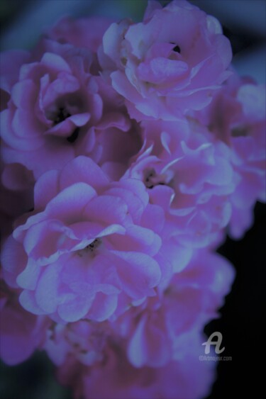 Photographie intitulée "Halo Rose Poudré&Su…" par Féemerode, Œuvre d'art originale, Photographie non manipulée
