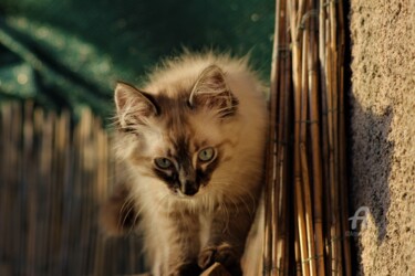 Photographie intitulée "Beau'b Marley" par Féemerode, Œuvre d'art originale, Photographie non manipulée