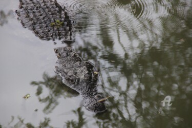 摄影 标题为“Photo "Croc'Ho Phot…” 由Féemerode, 原创艺术品, 非操纵摄影