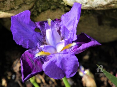 Photography titled "Iris&Message d'Amour" by Féemerode, Original Artwork, Non Manipulated Photography