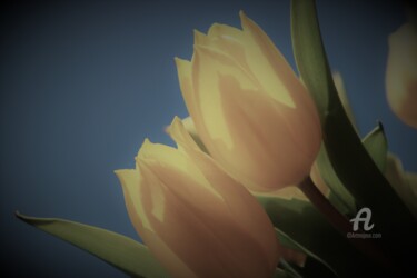 Fotografia intitulada "Songe&Tulipe" por Féemerode, Obras de arte originais, Fotografia Não Manipulada