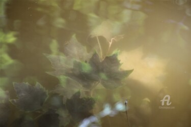 Photography titled "Feuilles&Collage" by Féemerode, Original Artwork, Non Manipulated Photography