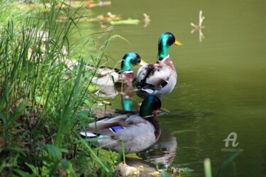 Photography titled "Les Canards D'abord" by Féemerode, Original Artwork, Non Manipulated Photography