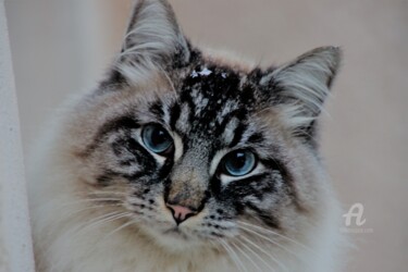 Photographie intitulée "Flocons'parle Marley" par Féemerode, Œuvre d'art originale, Photographie non manipulée