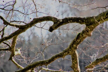 Fotografia intitulada "Natural'Coeur" por Féemerode, Obras de arte originais, Fotografia Não Manipulada