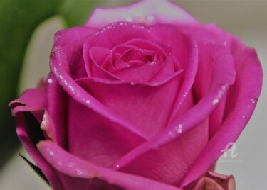 Photographie intitulée "Rose scintillante" par Féemerode, Œuvre d'art originale, Photographie non manipulée