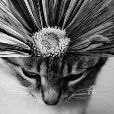 Fotografía titulada "Chat Majesté Mok'Art" por Féemerode, Obra de arte original, Fotografía manipulada