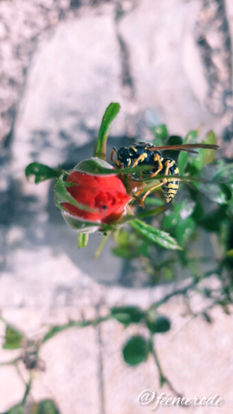 Photographie intitulée "Guêp'Rose" par Féemerode, Œuvre d'art originale, Photographie non manipulée