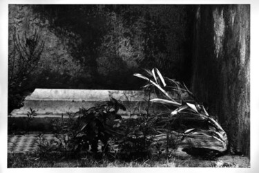 Fotografia intitulada "Jardins de Pedra 4" por Fernanda Carvalho, Obras de arte originais